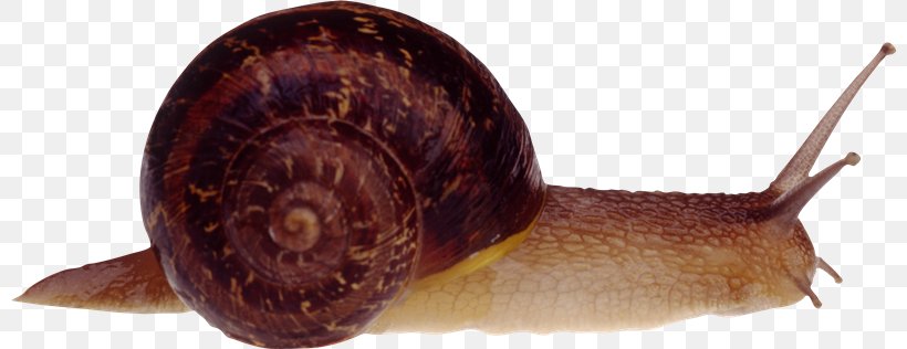 Snail Clip Art Image, PNG, 800x316px, Snail, Digital Image, Image File Formats, Invertebrate, Molluscs Download Free