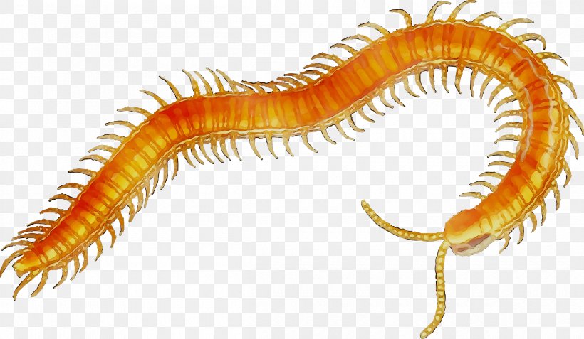 Scolopendra Gigantea Centipedes Clip Art Millipedes, PNG, 2400x1398px, Scolopendra Gigantea, Centipede, Centipedes, Drawing, House Centipede Download Free