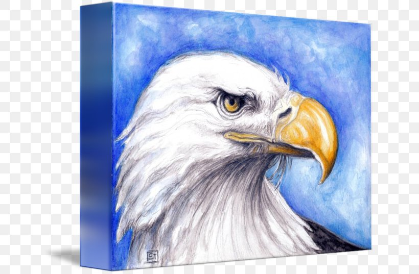 Bald Eagle Beak Blanket Art, PNG, 650x537px, Bald Eagle, Accipitriformes, Art, Beak, Bird Download Free