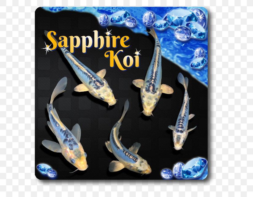 Butterfly Koi Goldfish Siamese Fighting Fish, PNG, 638x638px, Koi, Blackwater Creek Koi Farm, Blue, Butterfly Koi, Electric Blue Download Free