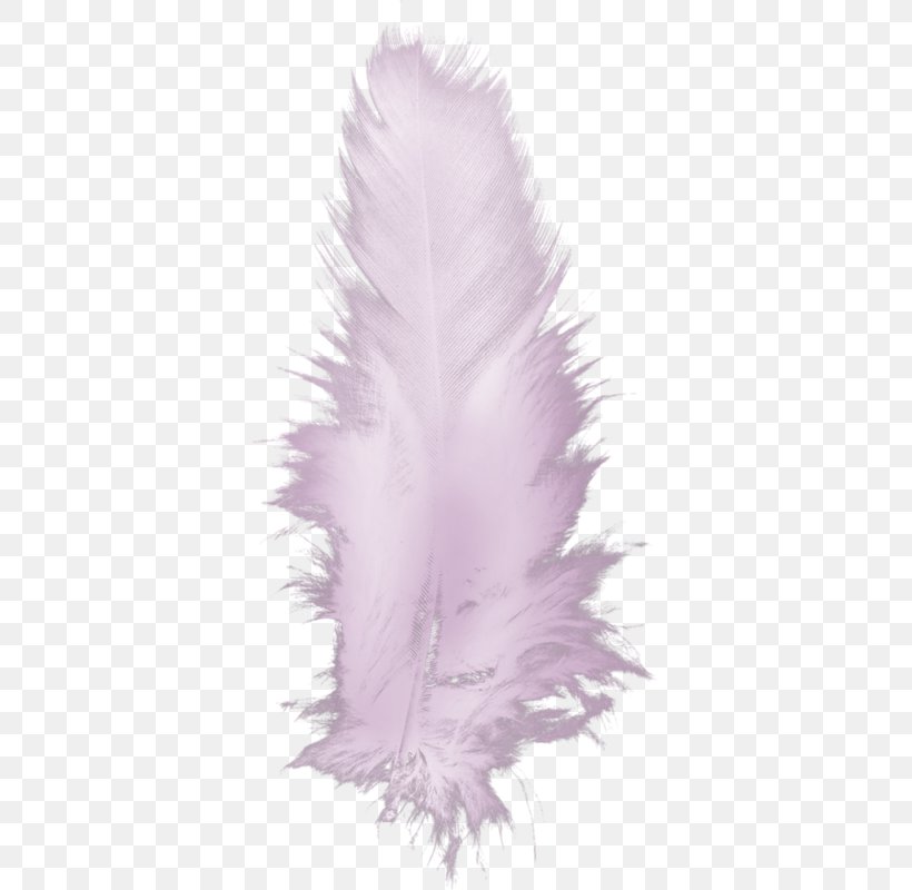 Feather Bird Drawing, PNG, 365x800px, Feather, Bird, Color, Drawing, Lilac Download Free
