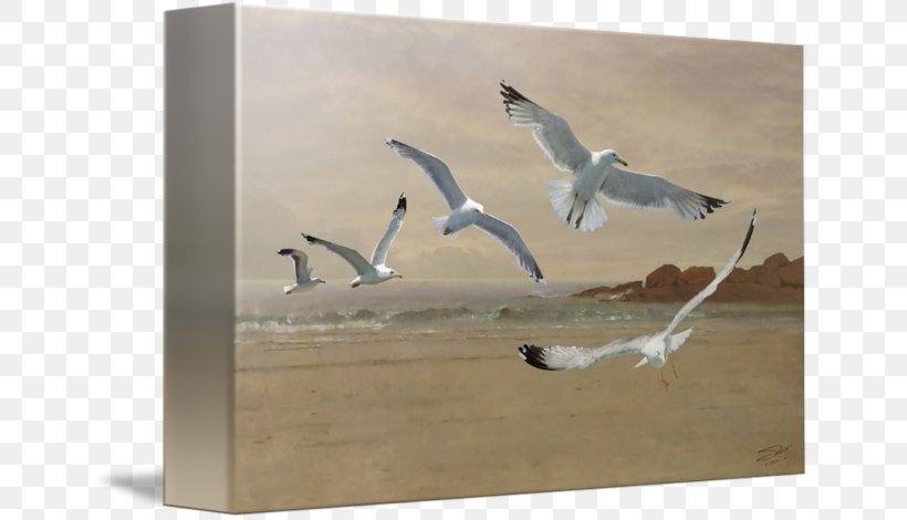Gulls Bird Painting Wader Beak, PNG, 650x470px, Gulls, Beak, Bird, Charadriiformes, Fauna Download Free