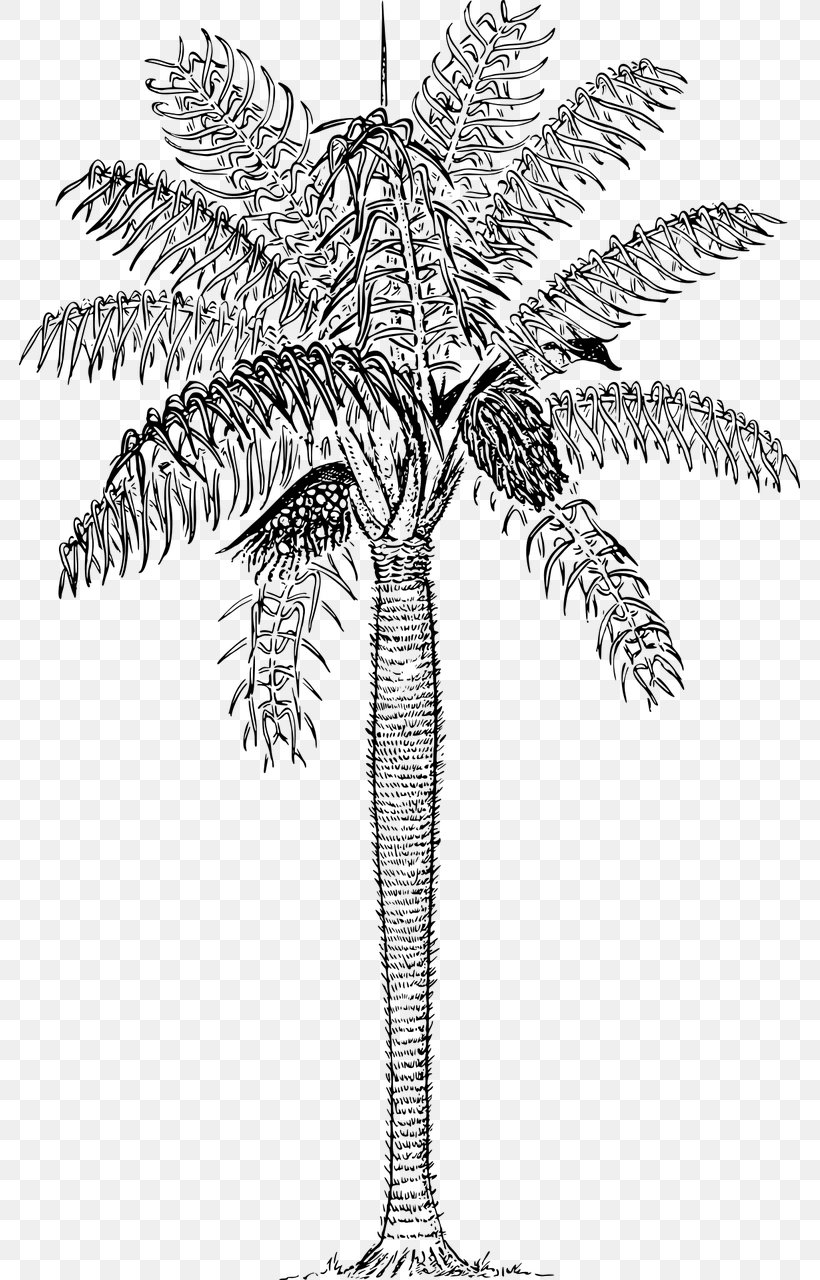 Palm Trees Cocos Capitata Plants Acrocomia Aculeata, PNG, 781x1280px, Palm Trees, Acrocomia Aculeata, Arecales, Attalea Speciosa, Blackandwhite Download Free
