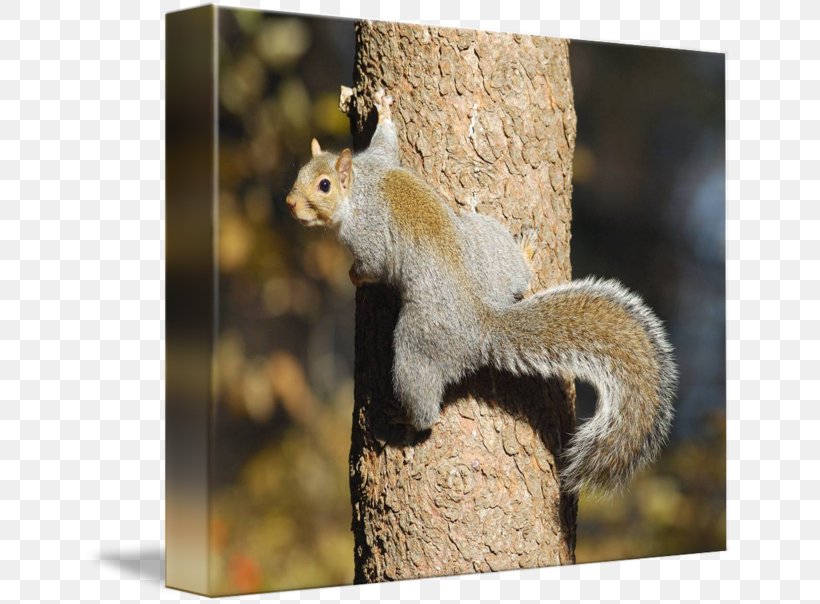 Fox Squirrel Chipmunk Tree Climbing, PNG, 650x604px, Fox Squirrel, Animal, Backyard, Chipmunk, Climbing Download Free