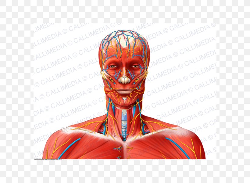 Shoulder Nerve Muscle Blood Vessel Neck, PNG, 600x600px, Watercolor, Cartoon, Flower, Frame, Heart Download Free