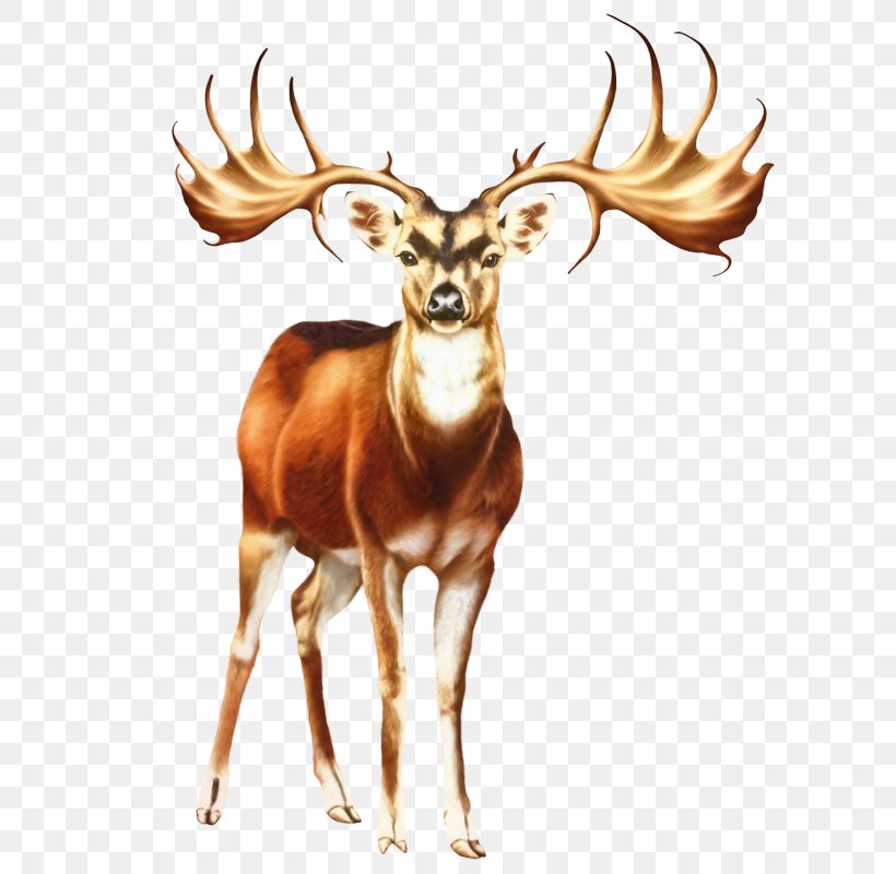 White-tailed Deer Clip Art Reindeer, PNG, 634x800px, Deer, Antelope, Antler, Drawing, Elk Download Free