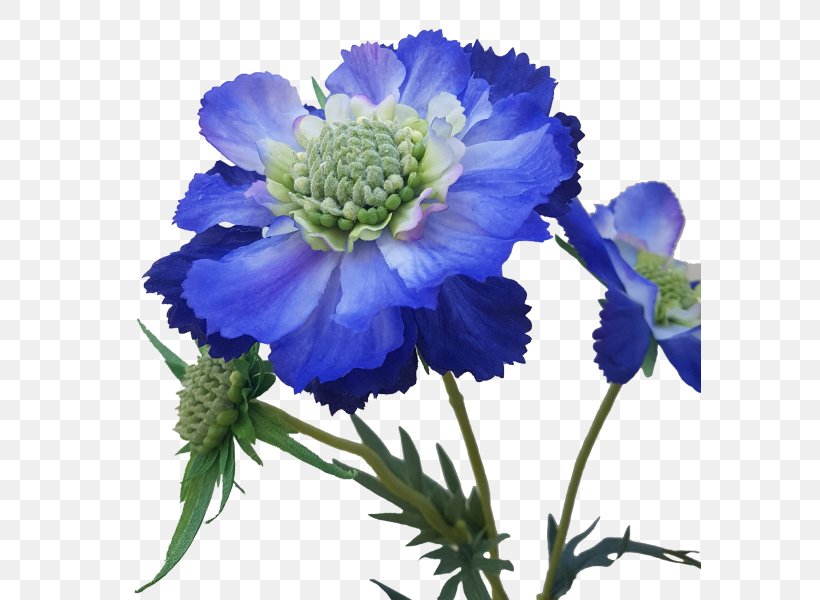 Anemone Larkspur Cut Flowers Aster Annual Plant, PNG, 800x600px, Anemone, Annual Plant, Aster, Blue, Cut Flowers Download Free