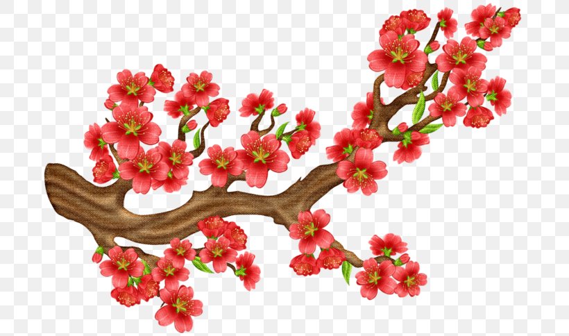 Cherry Blossom Flower Clip Art, PNG, 700x484px, Cherry Blossom, Blossom, Branch, Cartoon, Flora Download Free