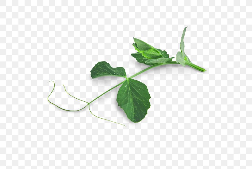 Leaf Tendril Pea Plant Stem Shoot, PNG, 550x550px, Leaf, Herb, Herbalism, Ivy, Leaf Vegetable Download Free