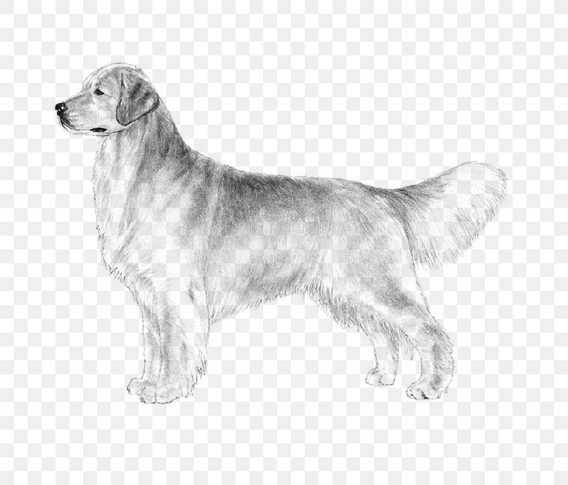 The Golden Retriever Labrador Retriever Puppy Dog Breed, PNG, 700x700px, Golden Retriever, American Kennel Club, Ancient Dog Breeds, Black And White, Breed Download Free
