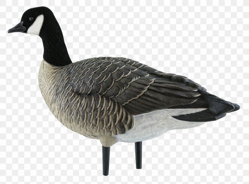 Canada Goose Canada Goose Decoy Duck, PNG, 1848x1368px, Goose, Anseriformes, Beak, Bird, Bird Ringing Download Free