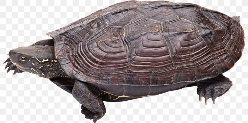 Common Snapping Turtle Tortoise Box Turtles Reptile, PNG, 800x408px, Common Snapping Turtle, Box Turtle, Box Turtles, Chelydridae, Chinese Pond Turtle Download Free