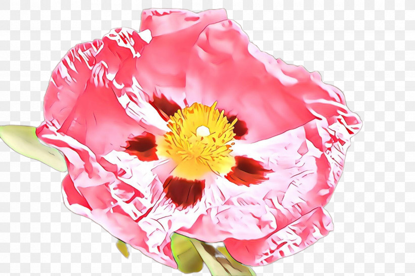 Flower Pink Petal Plant Cut Flowers, PNG, 2448x1632px, Flower, Cut Flowers, Peony, Perennial Plant, Petal Download Free
