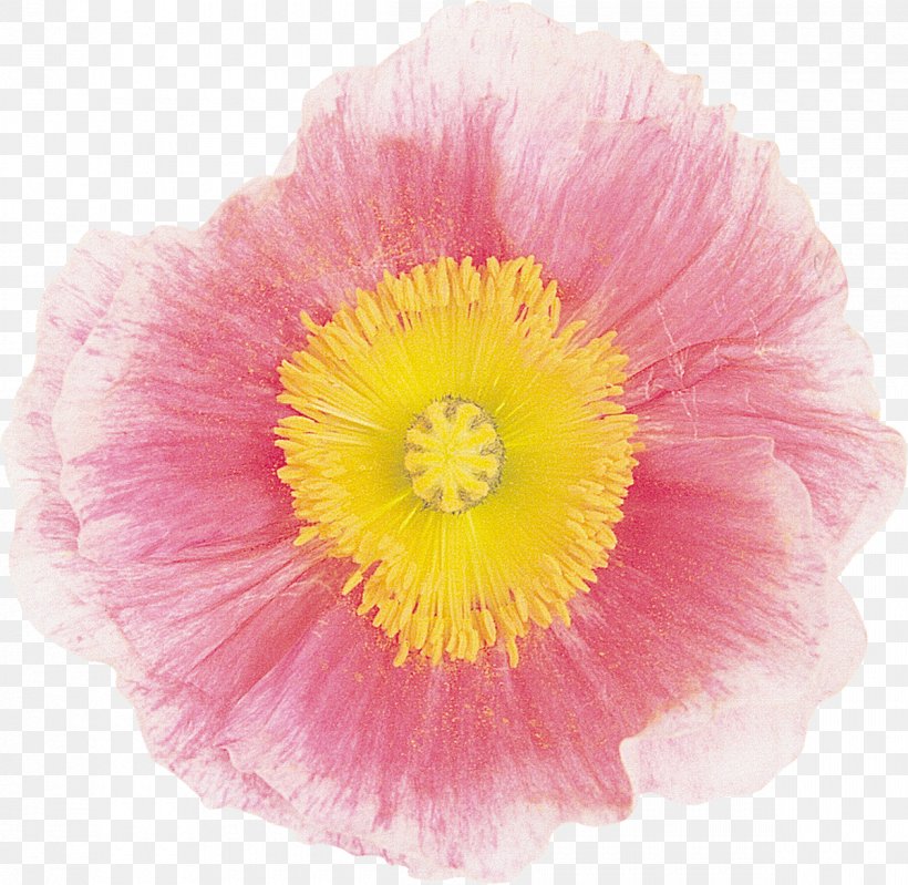Mallows The Poppy Family Magenta, PNG, 1200x1170px, Mallows, Annual Plant, Family, Flower, Flowering Plant Download Free