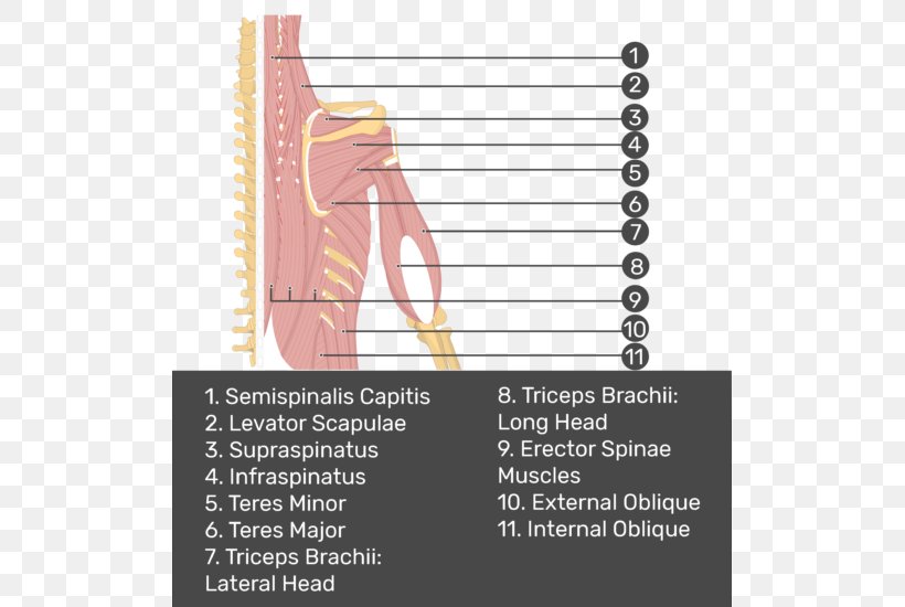 Triceps Brachii Muscle Supraspinatus Muscle Erector Spinae Muscles Splenius Muscles, PNG, 507x550px, Watercolor, Cartoon, Flower, Frame, Heart Download Free