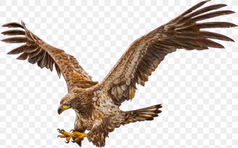 Bald Eagle Bird White-tailed Eagle Drawing, PNG, 1600x996px, Bald Eagle, Accipitriformes, Beak, Bird, Bird Of Prey Download Free