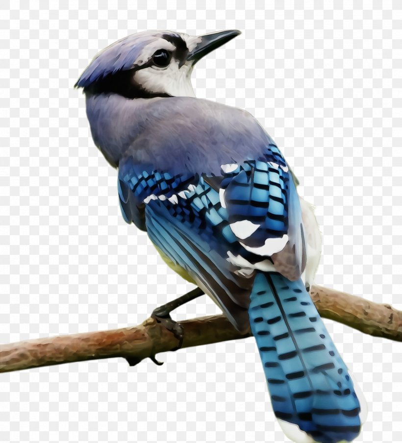 Bird Blue Jay Jay Beak Coraciiformes, PNG, 1904x2100px, Watercolor, Beak, Bird, Blue Jay, Branch Download Free
