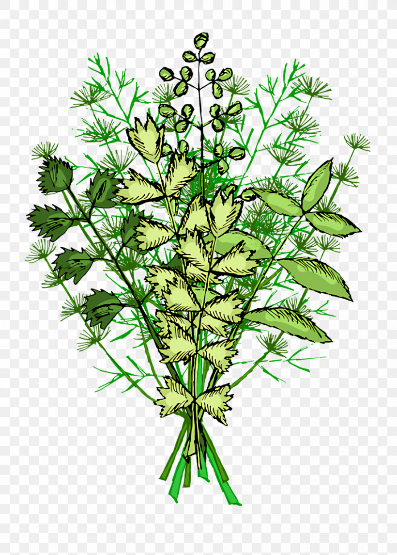Plant Stem Herbal Medicine Herb Tree Plants, PNG, 916x1280px, Plant Stem, Biology, Herb, Herbal Medicine, Plant Structure Download Free