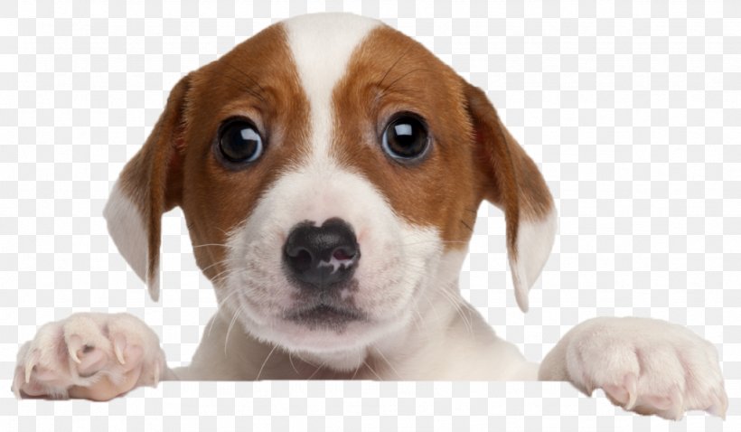 Puppy Beagle French Bulldog Border Collie Labrador Retriever, PNG, 1024x598px, Puppy, American Foxhound, Animal, Animal Rescue Group, Beagle Download Free
