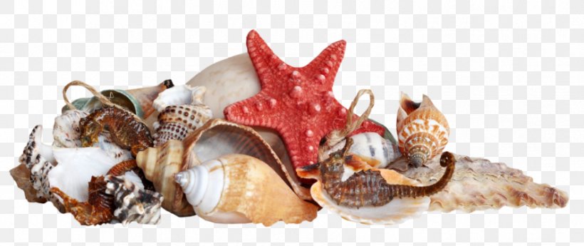 Seashell Caracola Starfish, PNG, 889x375px, Seashell, Beach, Caracola, Cockle, Conch Download Free