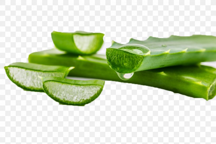 Aloe Vera Plant Acemannan Gel Skin Care, PNG, 1000x667px, Aloe Vera, Acemannan, Aloe, Asphodelaceae, Cactaceae Download Free