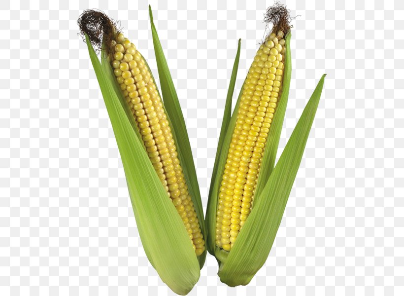 Corn On The Cob Maize Rolled Oats Seed, PNG, 509x600px, Corn On The Cob, Commodity, Food Grain, Grass Family, Groupe Limagrain Download Free