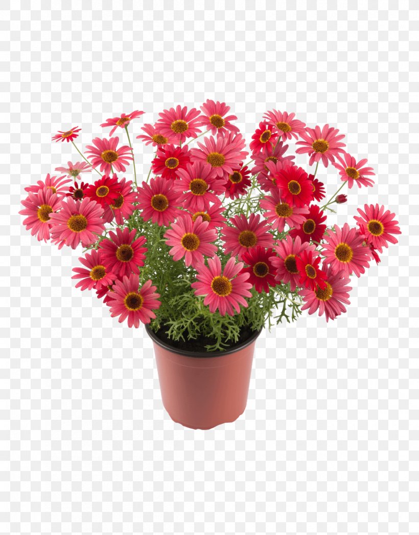 Honkasen Puutarha Oy Chrysanthemum Flower Marguerite Daisy Houseplant, PNG, 1200x1530px, Chrysanthemum, Annual Plant, Argyranthemum, Artificial Flower, Aster Download Free