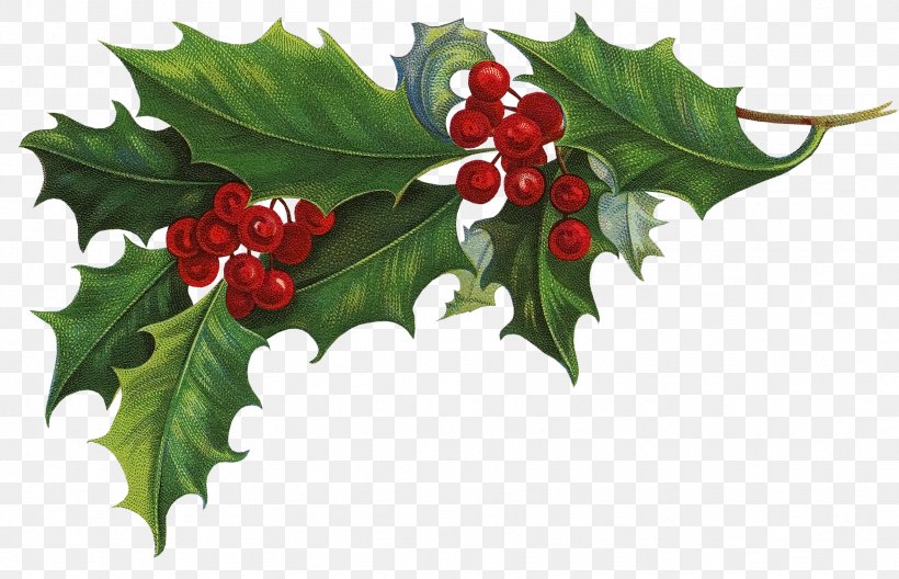 Ilex Crenata Common Holly Christmas Aquifoliales Clip Art, PNG, 1741x1123px, Ilex Crenata, Advent Wreath, Aquifoliaceae, Aquifoliales, Berry Download Free