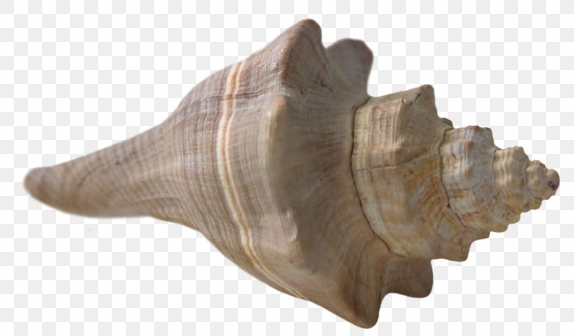 Seashell Canvas Print Conch Illustration, PNG, 1920x1125px, Seashell, Beach, Canvas Print, Conch, Lobatus Gigas Download Free