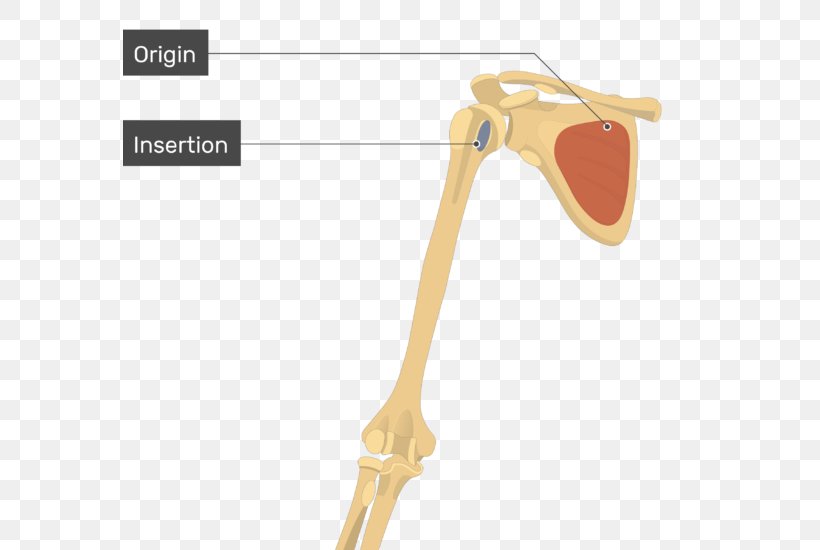 Shoulder Subscapularis Muscle Origin And Insertion, PNG, 574x550px, Shoulder, Eyewear, Infraspinatus Muscle, Innervation, Joint Download Free