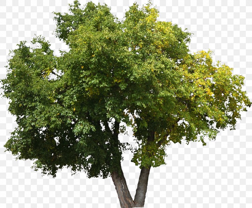 Tree Oak Shrub Lindens Plant, PNG, 1746x1438px, Tree, Birch, Branch, Broadleaved Tree, Child Download Free