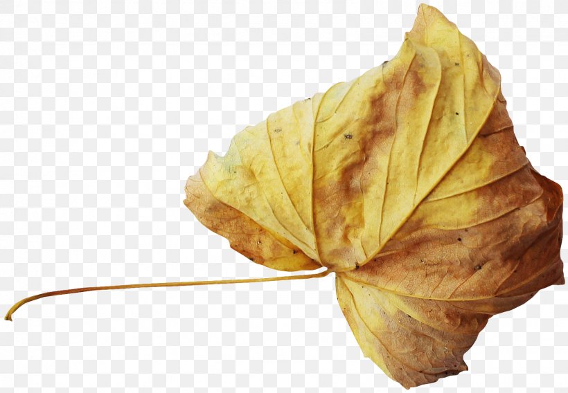 Autumn Leaf, PNG, 1598x1108px, Autumn, Deciduous, Gold, Gratis, Leaf Download Free
