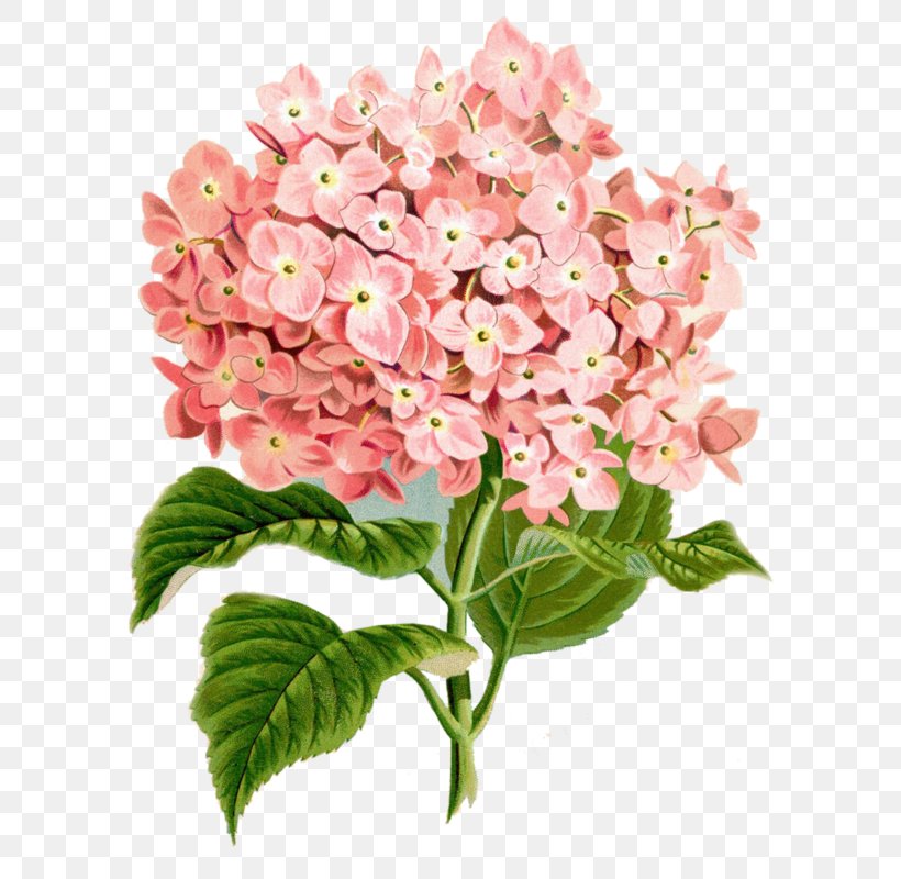Botanical Illustration Watercolor Painting French Hydrangea, PNG, 624x800px, Botanical Illustration, Art, Botany, Bouquet, Cornales Download Free