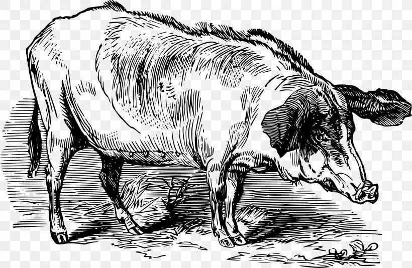 Domestic Pig, PNG, 2400x1563px, Domestic Pig, Art, Artwork, Beech, Black And White Download Free