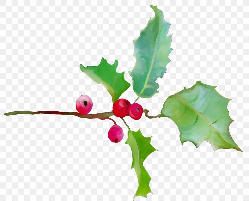 Holly, PNG, 2305x1860px, Watercolor, American Holly, Currant, Flower, Holly Download Free