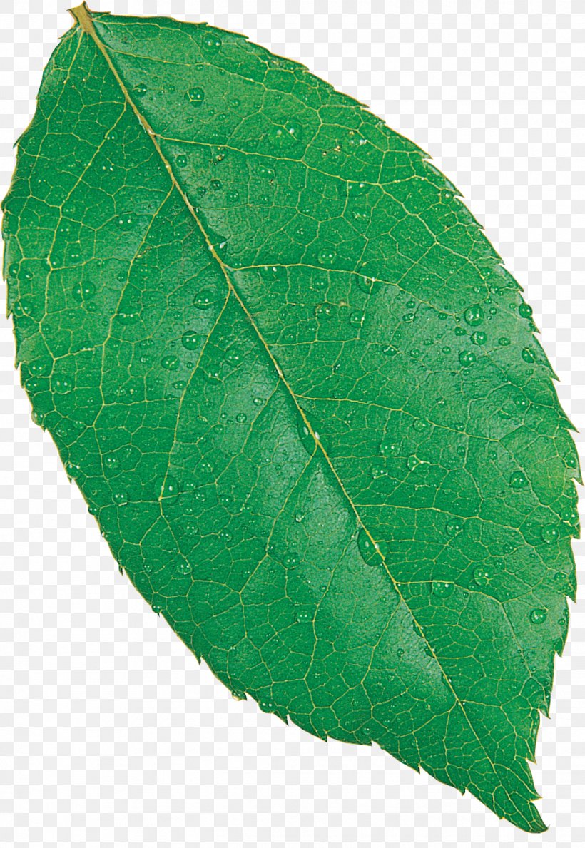Maple Leaf Fagus Grandifolia European Beech Autumn Leaf Color, PNG, 1118x1622px, Leaf, Autumn Leaf Color, Beech, Broadleaved Tree, Deciduous Download Free