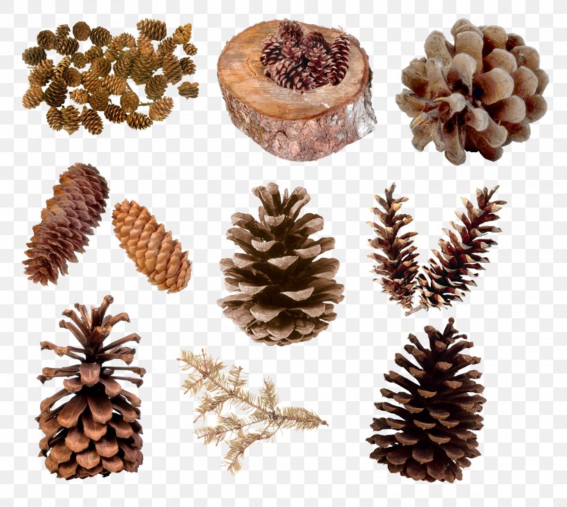 Pine Conifer Cone Clip Art, PNG, 2237x2001px, Pine, Christmas Ornament, Cone, Conifer, Conifer Cone Download Free