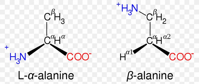 Proteinogenic Amino Acid β-Alanine Amine, PNG, 1280x545px, Amino Acid, Acid, Alanine, Amine, Amino Talde Download Free