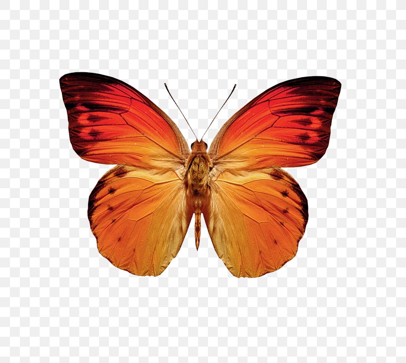 Butterfly Moth Greta Oto Orange, PNG, 800x733px, Butterfly, Arthropod, Brush Footed Butterfly, Butterflies And Moths, Butterfly Effect Download Free