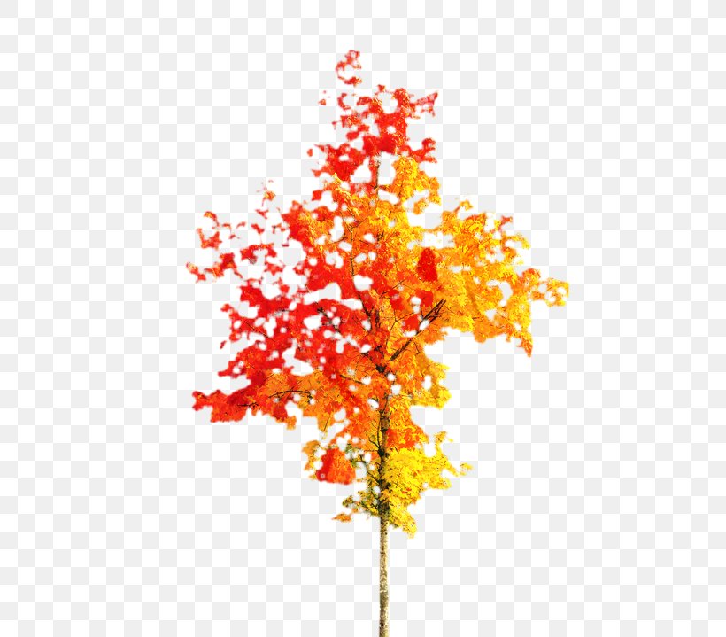 Cartoon Nature Background, PNG, 532x719px, Autumn, Autumn Leaf Color, Black Maple, Bladnerv, Branch Download Free
