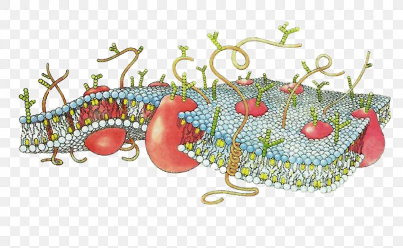 Cell Membrane Biological Membrane Cell Surface Receptor Lipid Bilayer, PNG, 1280x787px, Cell Membrane, Biological Membrane, Biology, Cell, Cell Biology Download Free