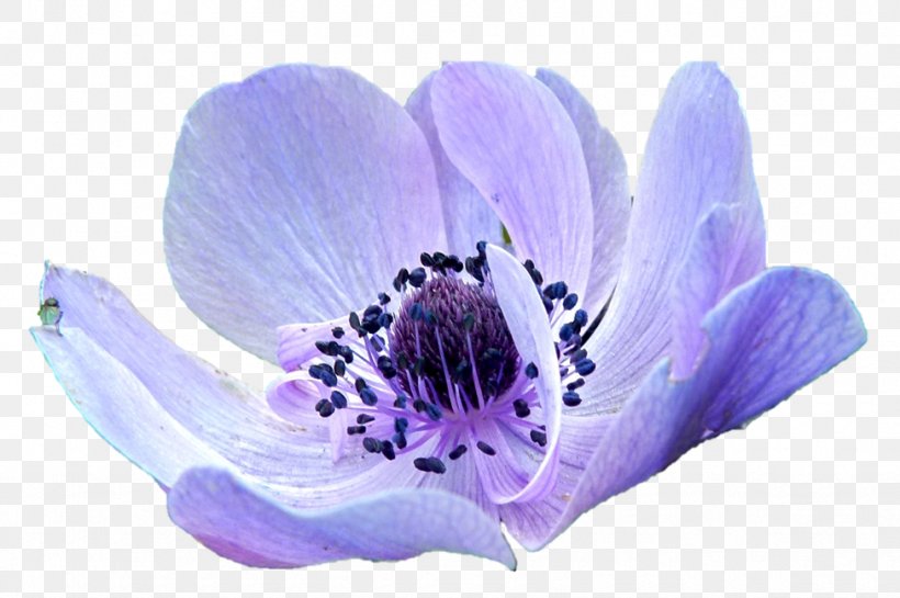 Flower Anemone Florist Anemone Apennina Purple Innovation, PNG, 975x649px, Flower, Anemone, Anemone Apennina, Anemone Florist, Flowering Plant Download Free