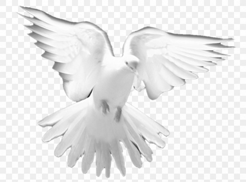 Holy Spirit Prayer Christian Church Clip Art, PNG, 835x620px, Holy Spirit, Beak, Bird, Black And White, Catholic Charismatic Renewal Download Free