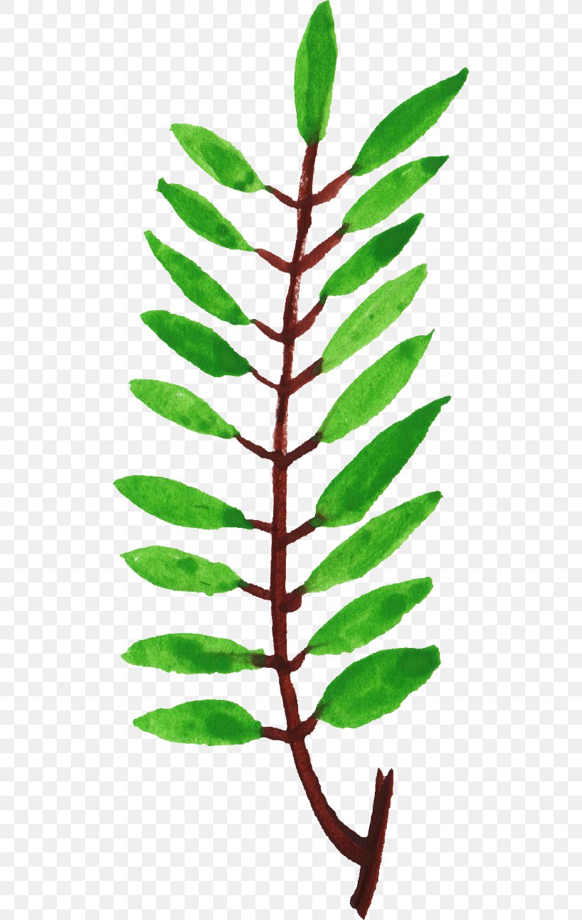 Leaf Plant Stem Twig Branch Clip Art, PNG, 504x1295px, Leaf, Branch, Com, Organism, Plant Download Free