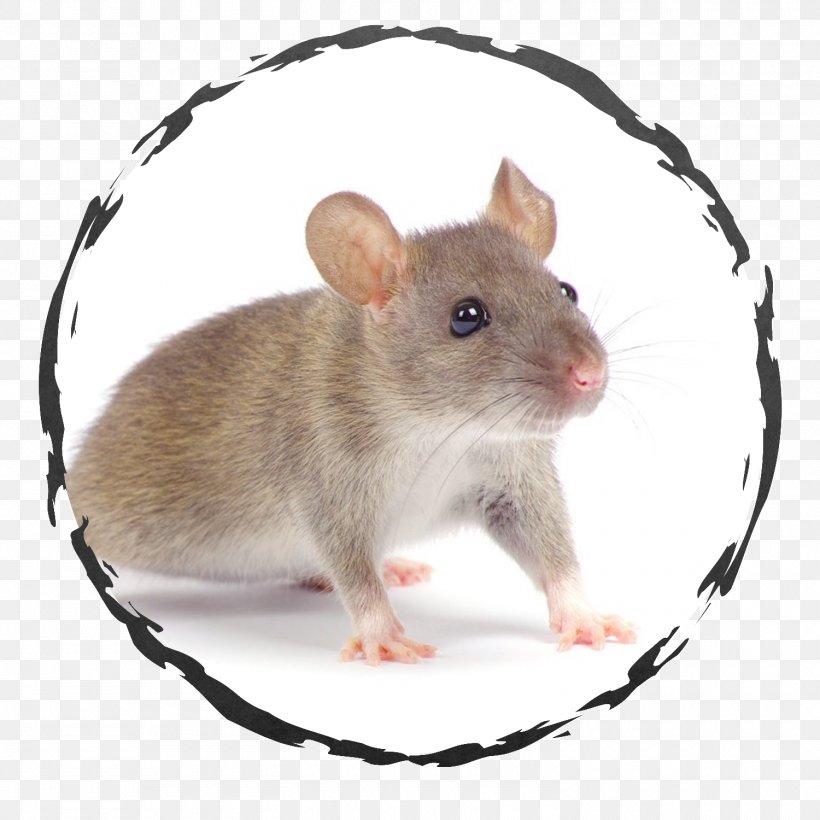 Rat Rodent Columbia Pest Control Inc Exodus Exterminating Inc., PNG, 1500x1500px, Rat, Bed, Bed Bug, Cockroach, Dormouse Download Free