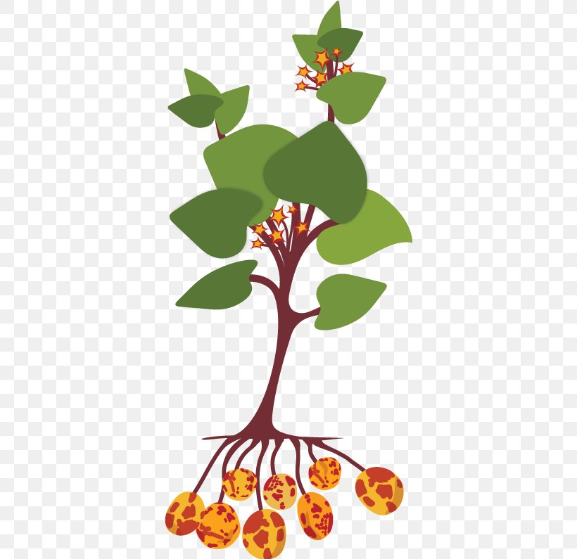 Ullucus Tuber Plant Stem Potato, PNG, 352x795px, Ullucus, Artwork, Branch, Crop, Flora Download Free
