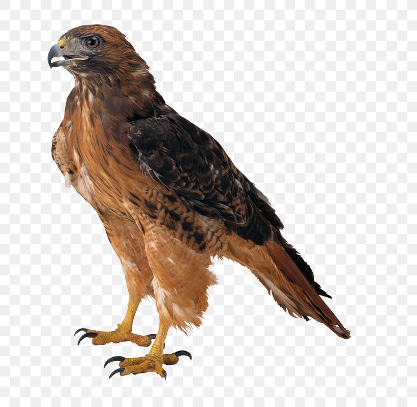 Bald Eagle Clip Art Image, PNG, 726x800px, Bald Eagle, Accipitridae, Accipitriformes, Beak, Bird Download Free