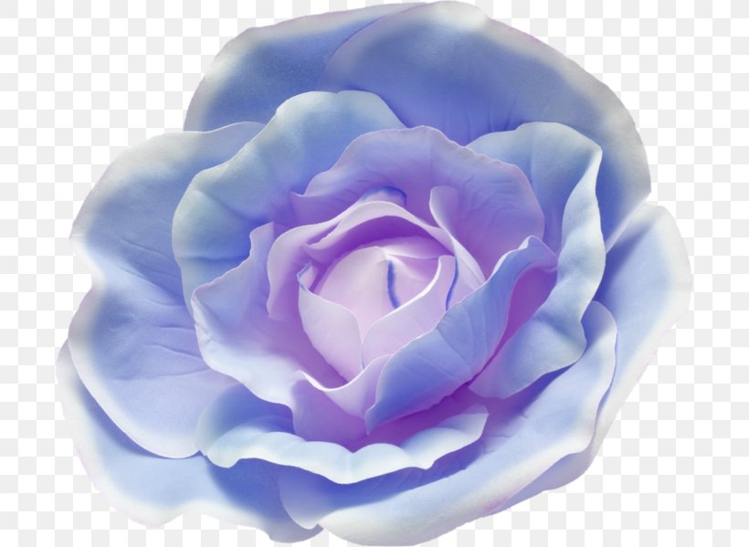 Blue Rose Garden Roses Watercolor Painting, PNG, 699x599px, Blue Rose, Beach Rose, Blue, Cabbage Rose, Cut Flowers Download Free
