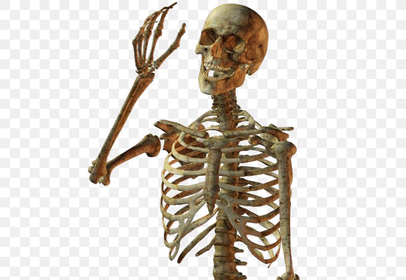 Calavera Skull Human Skeleton, PNG, 567x567px, Calavera, Bone, Display Resolution, Human, Human Skeleton Download Free