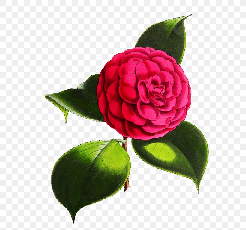 Garden Roses Japanese Camellia Flower Red Cabbage Rose, PNG, 642x768px, Garden Roses, Blue, Cabbage Rose, Camellia, Cut Flowers Download Free